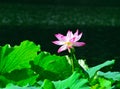 Lotus and leaves