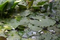 Lotus leaves float on the water with frog