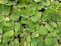 lotus leaves floating on a pool of water Royalty Free Stock Photo