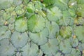 Lotus leaves fully on a water surface. Top View Royalty Free Stock Photo