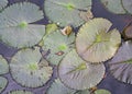 Lotus leaves fully on a water surface. Top View Royalty Free Stock Photo