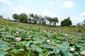 Lotus leaves with green grass Royalty Free Stock Photo