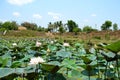 Lotus leaves with green grass Royalty Free Stock Photo