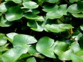 Lotus Leaves growing on the water