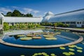 Lotus Leaves - Haupt Conservatory - New York Botanical Garden -