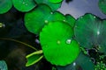 lotus leaves in lake Royalty Free Stock Photo