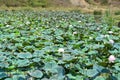 Lotus leaves with Lotus flowers Royalty Free Stock Photo