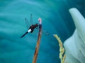 Lotus pond leaves, dragonflies in the lotus leaves above the branches to stay, natural scenery Royalty Free Stock Photo