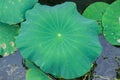 Lotus leaves in the pond, clear veins, green background.Summer plants, comfortable landscape.Modifiable background material