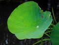 Lotus leaves in the pond, clear veins, green background.Summer plants, comfortable landscape.Modifiable background material