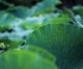 Lotus leaves in the pond, clear veins, green background.Summer plants, comfortable landscape.Modifiable background material