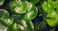 Lotus leaves on pond, top view Royalty Free Stock Photo