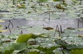 Lotus leaves in rain - RAW format Royalty Free Stock Photo