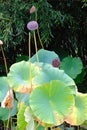Lotus Leaves and Seed Pods Royalty Free Stock Photo