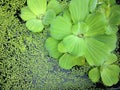 Lotus leaves on the surface textured for background