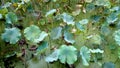 The lotus leaves are unfolding in the pool,The silt but not imbrued