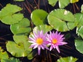 Lotus and lotus leaves in  the water basin Royalty Free Stock Photo