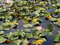 Lotus and lotus leaves in  the water basin Royalty Free Stock Photo