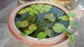 Lotus leaves in the water basin Royalty Free Stock Photo