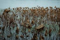 lotus leaves in winter