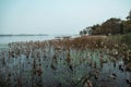 lotus leaves in winter