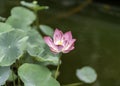 Lotus Lilly flower on a lake