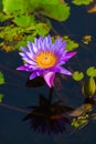 Lotus lilly flower