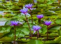 Lotus lilly flower