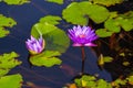 Lotus lilly flower