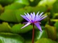 Lotus lilly flower