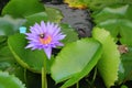 Lotus lilly purple on water Royalty Free Stock Photo