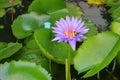 Lotus lilly purple on water Royalty Free Stock Photo