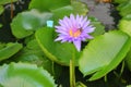 Lotus lilly purple on water Royalty Free Stock Photo