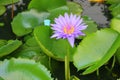 Lotus lilly purple on water Royalty Free Stock Photo