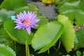 Lotus lilly purple on water Royalty Free Stock Photo