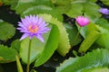 Lotus lilly purple on water Royalty Free Stock Photo