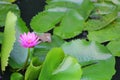 Lotus lilly purple on water Royalty Free Stock Photo