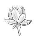 Lotus lily water