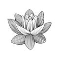 Lotus lily water