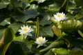 Lotus; lotos; water lily; candock; nenuphar ;