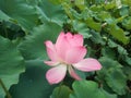 Lotus lotus flower beautiful scenery