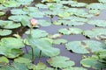 Lotus, Lotus leaf pad green on water nature, Lotus pad in pond garden farm, Lotus pad on the surface water Royalty Free Stock Photo