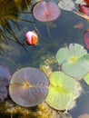 Lotus and lotus leaf Sacred Water Nelumbo Nucifera Plant Lily Hardy Rare Perennial