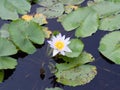 Lotus and lotus leaves in  the water basin Royalty Free Stock Photo