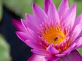 Lotus and lotus leaves in  the water basin Royalty Free Stock Photo