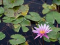 Lotus and lotus leaves in  the water basin Royalty Free Stock Photo