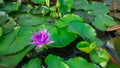 The lotus in the lotus pond turns to the sun to get sunlight in the morning.