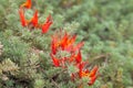 Lotus maculatus, endemic to Tenerife