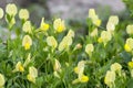 Lotus maritimus, synonym Tetragonolobus maritimus, white ground yellow flowering plant