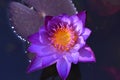 Lotus morning beautiful colour Royalty Free Stock Photo